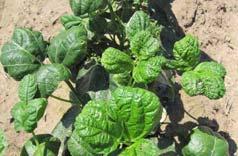 ) Herbicide Injury Causes Growth regulator