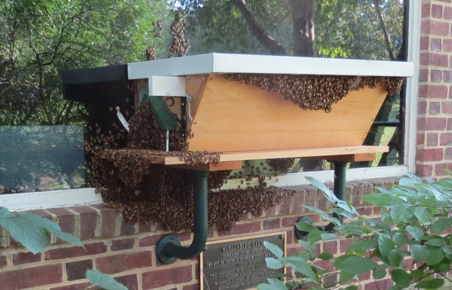 The Top Bar Observation Hive at the North Museum For those who have not seen this hive, this is what we did. just bars on top with starter strips for the bees to build comb.