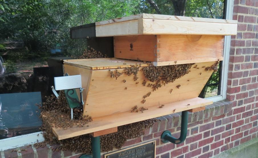 We kind of expected that, but hoped the comb could still be removed for inspecting the hive. They did so well they really just out grew the hive.