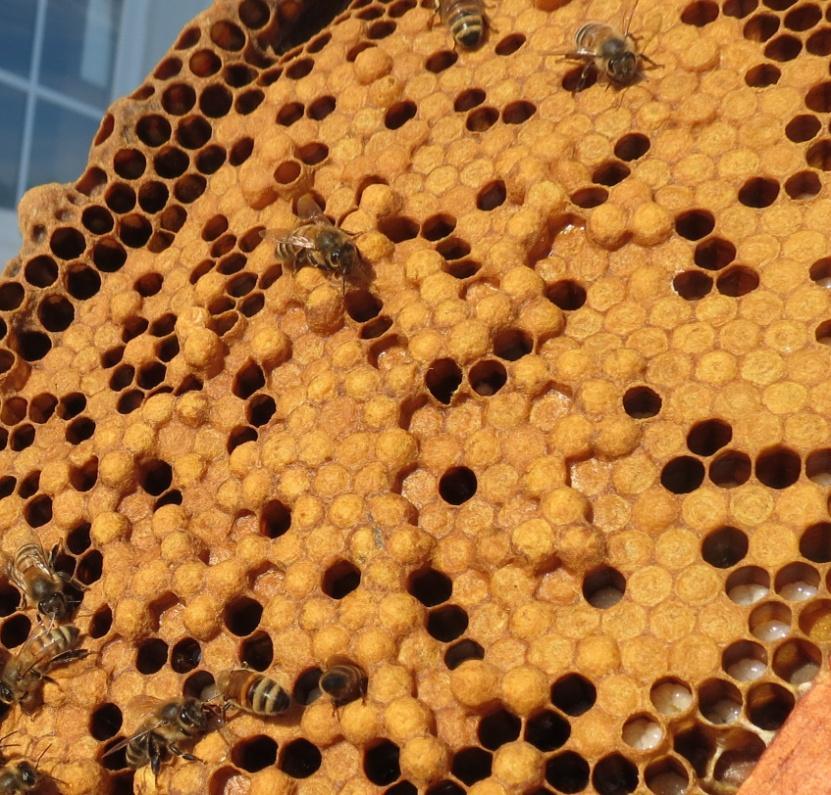 at least one swarm with a virgin queen (I can see Dick Patterson smiling so much for swarm control ). A week or so later there was another one.