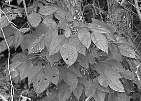-17- Key VIII. Shrubs or vines with alternate, compound leaves. 1.Plants with spines, thorns, or bristles 2. Stipules absent; crushed leaves and bark with aromatic fragrance.