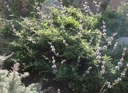 P a g e 1 Salvia Skylark a low growing Salvia cultivar that grows 2 high by 4 wide.