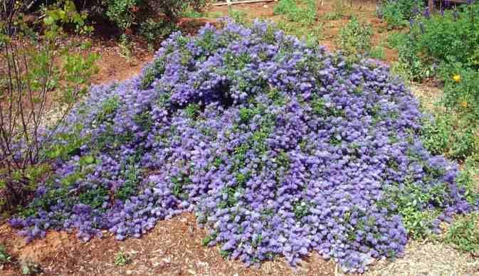 SS Ceanothus Joyce Coulter' is an eve rgreen mountain lilac groundcover, 2 high by 10 wide, with flowers of medium blue.