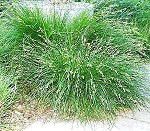 P a g e 2 Carex divulsa is fast growing vibrant green clumping sedge to 2' tall and wide.