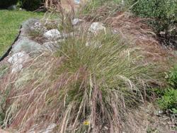 drought tolerant. It has tan to brown flowers in the spring.
