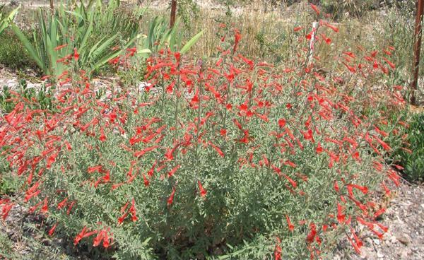 P a g e 3 Epilobium californicum California Fuchsia is a woody stemmed perennial that grows 1-2' tall with green to grey leaves. It grows along the coast from Santa Cruz to L.A.