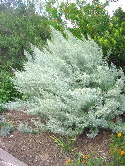 CFW Artemisia californica California sagebrush is a shrub that grows in coastal sage scrub, coastal strand, chaparral, and dry foothill communities.