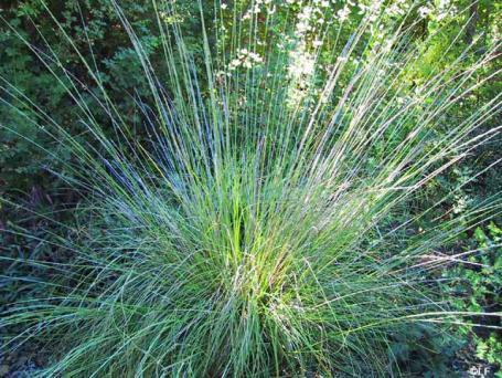 A dead-easy plant, they prefer partial shade and are fine with a wide range of watering conditions. RV Muhlenbergia rigens Deer Grass is a native bunchgrass that grows 5 wide by 5 high.