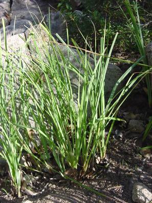 P a g e 7 Carex spissa San Diego Sedge is an attractive silver-grey clump forming plant whose native range extends from Baja California north to San Luis Obispo. This sedge can reach 3-4 tall.