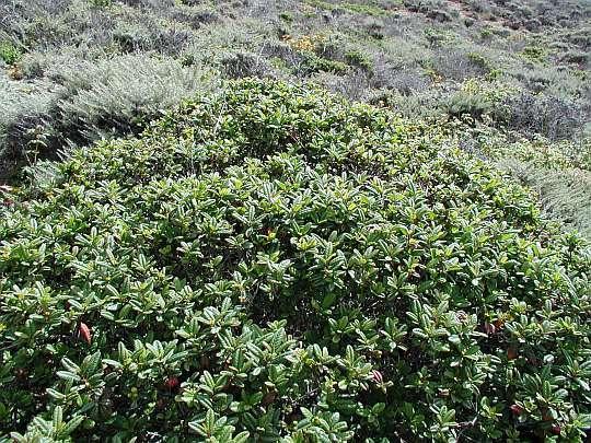 P a g e 8 Rhamnus californica 'Mound San Bruno' is a selection of the California native Coffeberry. This evergreen shrub is more compact than the species, growing to 4-6 feet tall and wide.