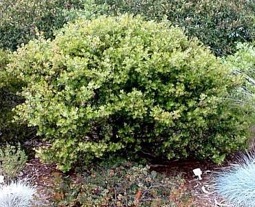 RSB Arctostaphylos 'Sunset' Manzanita is a hybrid of A. pajaroensis and A.