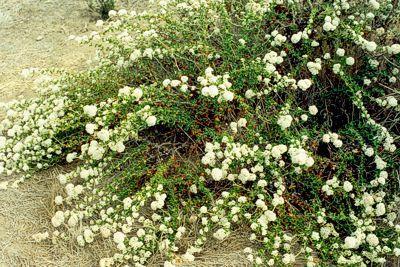 P a g e 9 Eriogonum fasciculatum Coastal Buckwheat is a native of southern California. It is a pioneer plant capable of surviving and colonizing some of the hottest driest sites.