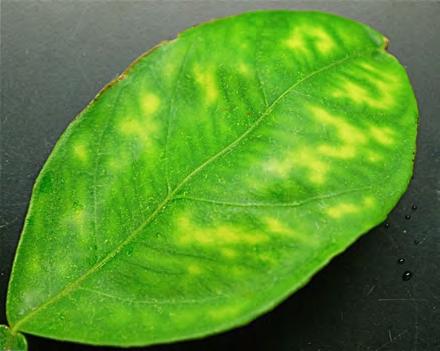 HLB on Leaves HLB affected leaves display mottling: uneven yellow areas or spots.