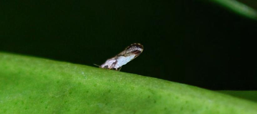 The Vector The vector transmits the disease from host to host. In our case, the vector is an insect: the Asian citrus psyllid, which can transmits greening from plant to plant.