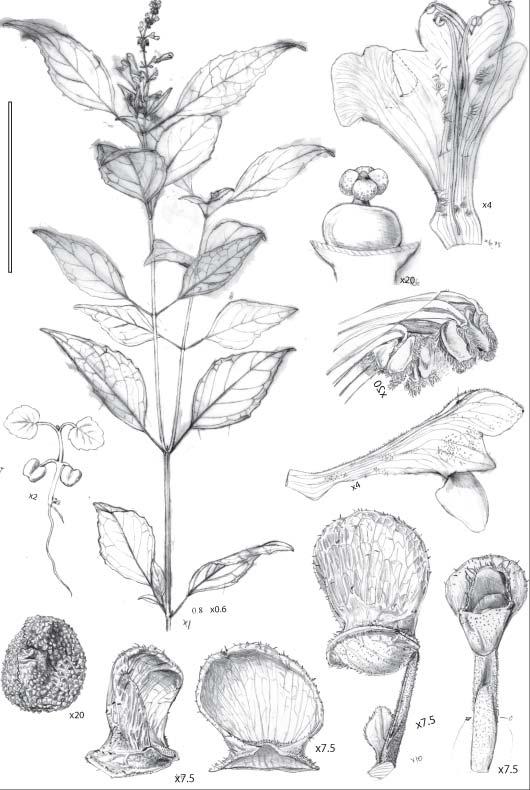 Scutellaria slametensis (Lamiaceae), a new species from Central Java, Indonesia Sudarmono and B.J. Conn. TELOPEA J. (2009) submitted Abstract The new species Scutellaria slametensis Sudarmono and B.J.Conn (Lamiaceae) from Gunung Slamet, Jawa Tengah, Indonesia is here described and illustrated.