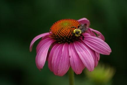 height; 1-2 wide inch flowers Uses: Attracts native bees and butterflies Eastern Purple Coneflower Echinacea purpurea Description: A popular perennial that produces blossoms with a distinct reddish