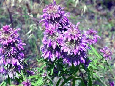 height Uses: Attractive to several pollinators including bees, hummingbirds and butterflies.