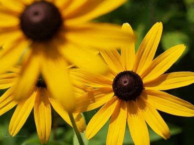 Though not a true perennial, Black- Eyed Susan easily re-seeds, and a stand of flowers will likely regrow each year from the prior season s fallen seed.