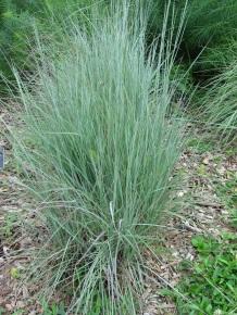 Little Bluestem Grass Schizachyrium scoparium Description: A medium height grass reaching heights of 3 feet by September. Typically grows in clumps ranging from 6 18 inches across.