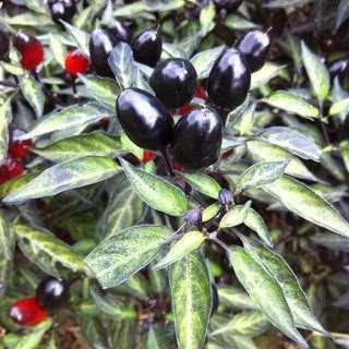 Ornamental Pepper Black Olive Loves hot and dry