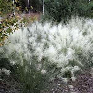 Muhly Grass White Cloud White Muhly Grass Newest grass on the market White billowy flower heads from