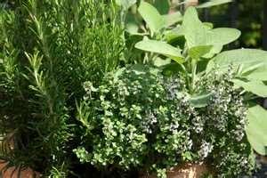 Herbs Thyme (English) Stevia Parsley (Italian
