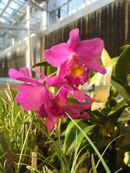 Hybrid Cattleya Orchid Seedlings Parents Kim white Small plant, blooms 2-3 times per