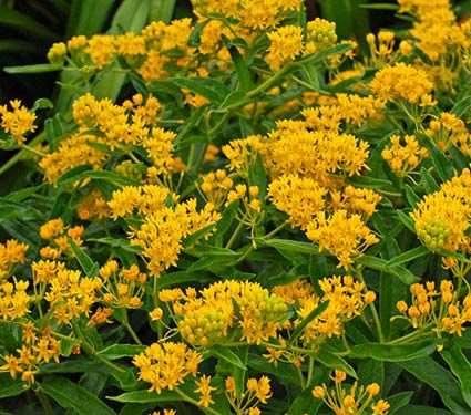 Aesclepias Hello Yellow Butterfly Weed; Milkweed 2-3 tall,