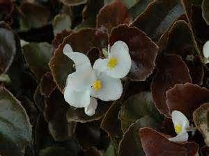 Begonia Coctail Red, Coctail