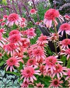 Echinacea Secret Passion Coneflower Flamino pink-double cones (flowers) Full sun,