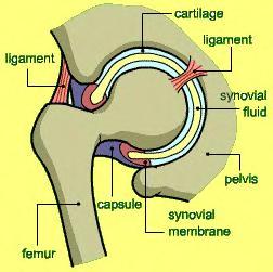 1. Komponente zgloba Delove zgloba čine: zglobna hrskavica, sinovijalna opna, kosti i vaskularno tkivo unutar zgloba.