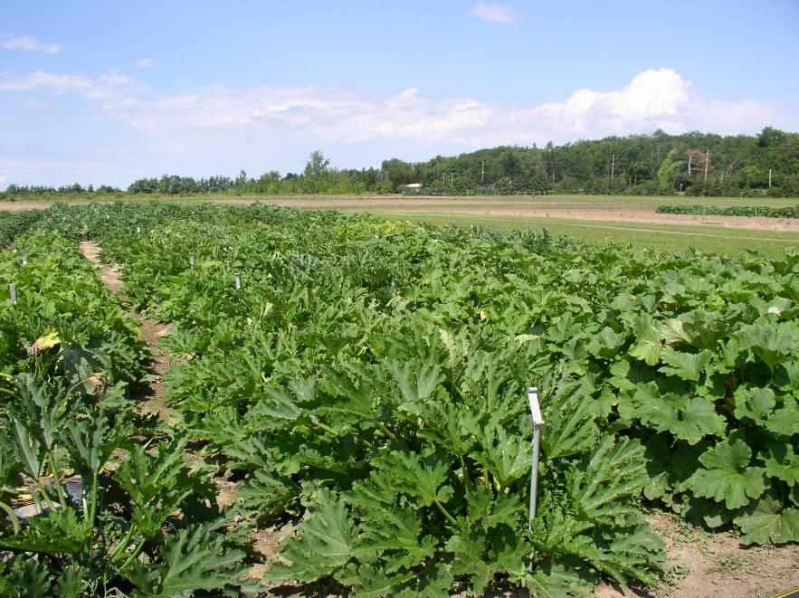 improve soil health cover crops