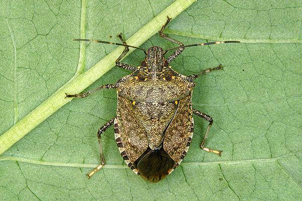 edu Brown Marmorated Stink Bug (BMSB) Halyomorpha halys Identifying Characteristics Adult Male 17 mm
