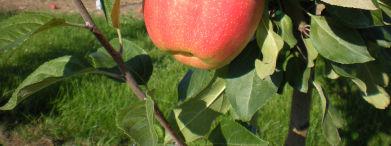 Tree fruits Apple,