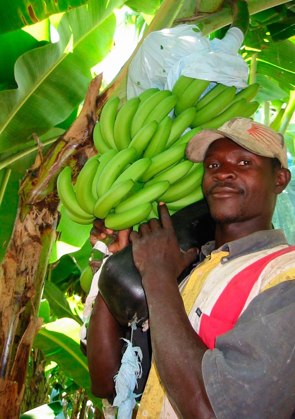Catering Services have been trying to supply Fairtrade bananas across the campus throughout the year and would prefer them to be the only bananas on offer.