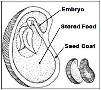 After the seed begins to grow, or germinate, the seed forms a root that will search for food and water in the soil to help the seed grow.