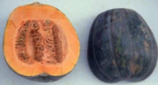 cylindrical, pear-shaped, butternut, dumbbell, and crookneck) are shown.