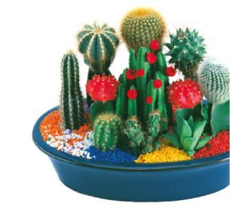 The cacti (plural for cactus) are spiny plants which grow in dry areas.