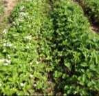 row; 3-4 between rows runners root Rows will form a mat A well-drained soil with a neutral ph, pest-free, sunny site is