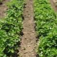 runners into the row Till or hoe to maintain aisles Planting Systems in yard Matted Row To encourage growth & runnering