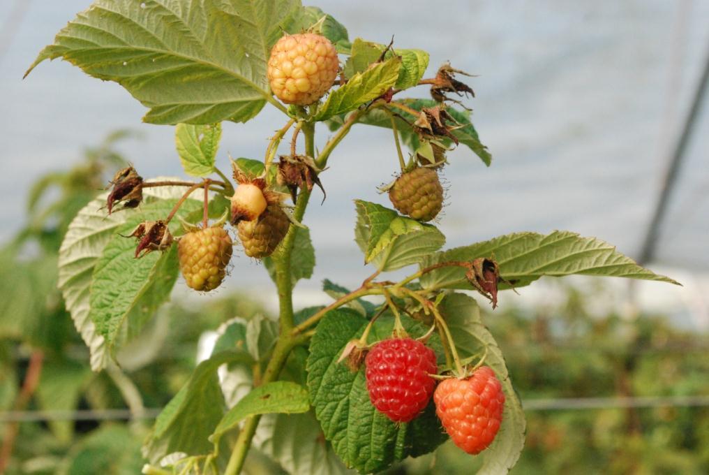 ripeness stages Raspberry