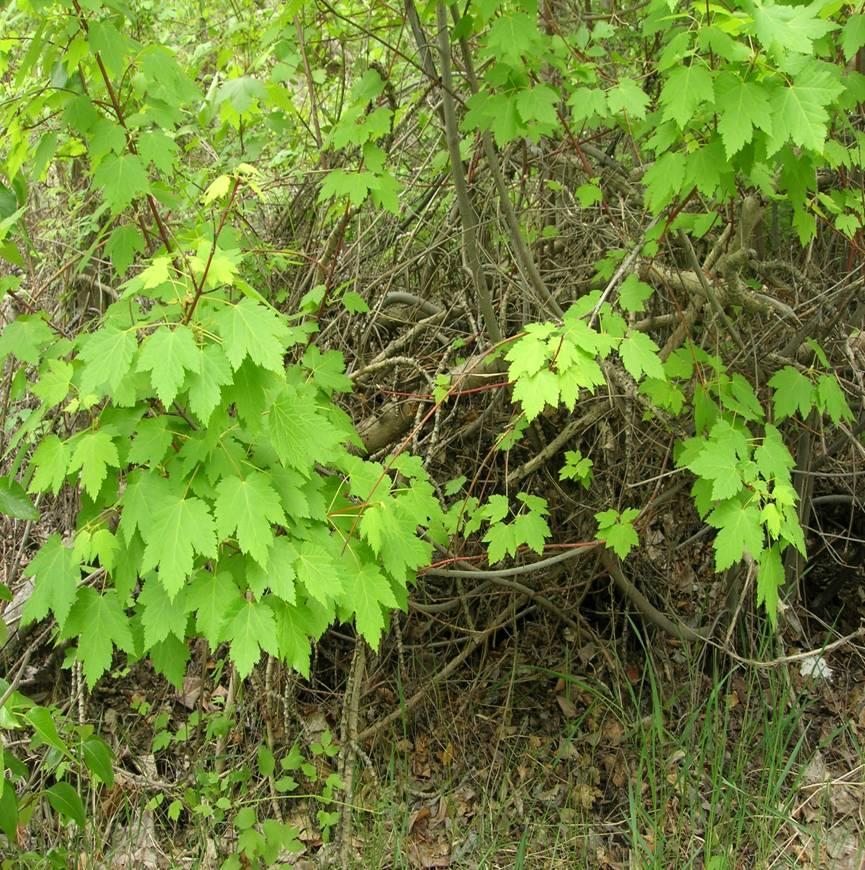 Wild Rose Stems and wood for shelter and hunting Leaves and