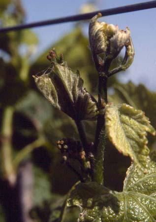masses on the upper side of grape leaves or weeds Emerging