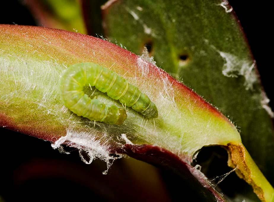 Light Brown Apple Moth Larvae 5 to 6 larval instars Fully grown larvae are pale green (common in leafrollers) Male