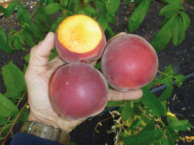 2013 Season highlights from the Evaluation Project. Yellow Peaches 'FTP0810' 25/11/2012 - Score 7.5/10 A yellow peach with blushed dark red skin and an average size of 69mm.