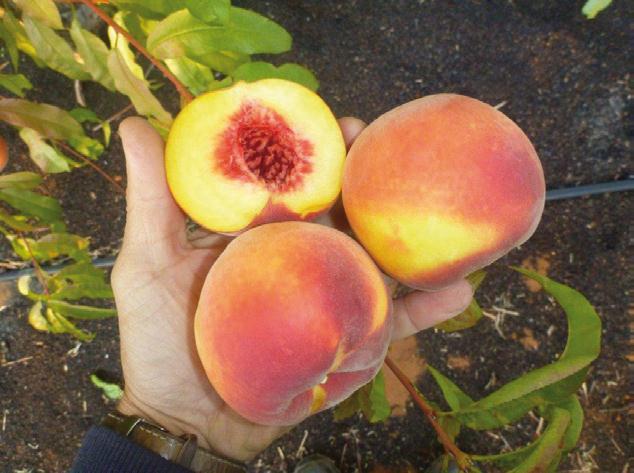 2013 Season highlights from the Evaluation Project. Yellow Peaches 'Red Fall'(TM) 1/2/2013 - Score 7.5/10 A yellow peach with dark red skin, a slightly flat shape and an average fruit size of 73mm.