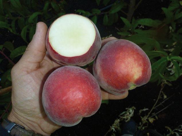 2013 Season highlights from the Evaluation Project. White Peaches 'FTP0721' 27/11/2012 - Score 7/10 A white peach with a solid dark red colour, a rounded shape, and an average size of 69mm.
