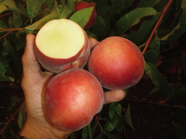2013 Season highlights from the Evaluation Project. White Peaches 'FTP088' 14/12/2012 Score 7/10 A white peach with red skin and a slightly flat shape averaging 75mm in size.