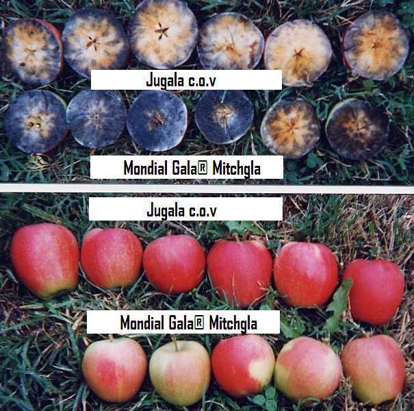 'Jugala' Maturity comparison with