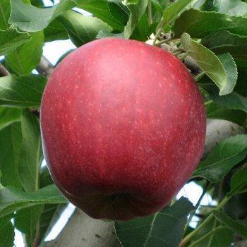 'Galaval' Apple Very good colour, Same maturity as 'Buckeye' Seen one